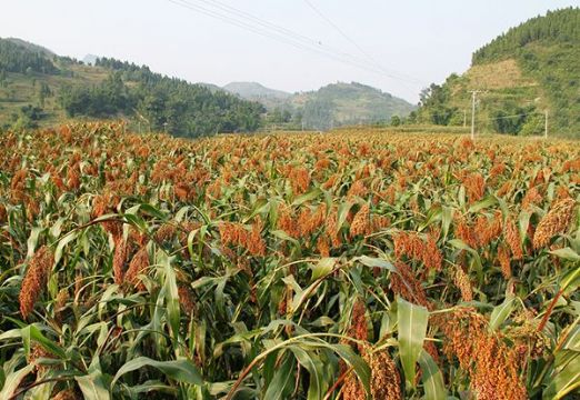 點擊查看詳細信息<br>標題：   閱讀次數(shù)：3013